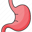 anatomy, digest, organ, gastrointestinal, stomach icon