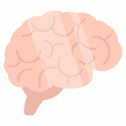 Brain, cerebrum, human organ, intelligence, human mind icon - Download on Iconfinder