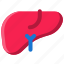 liver 
