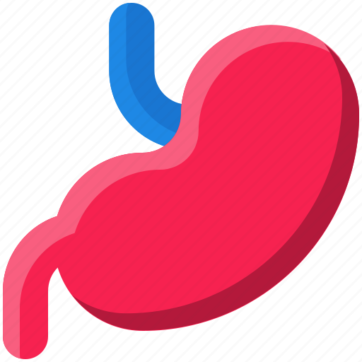 Stomach, anatomy, body, gastroenterology, organ, part icon - Download on Iconfinder