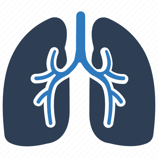 Human, lung, lungs, organ, pulmonology icon - Download on Iconfinder