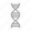 dna, helix, genetics 
