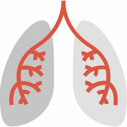 Lungs, anatomy, breathing, health, healthcare, medicine, organ icon - Download on Iconfinder