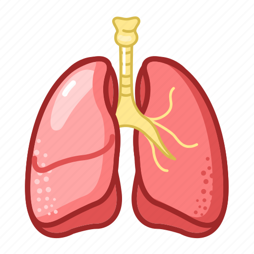 Lungs, medicine, healthcare, pharmacy icon - Download on Iconfinder