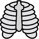 chest structure, bone, skeleton structure, chest