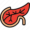 pancreas, abdomen, gland, insulin, organ