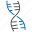 chromosome, dna, gene 