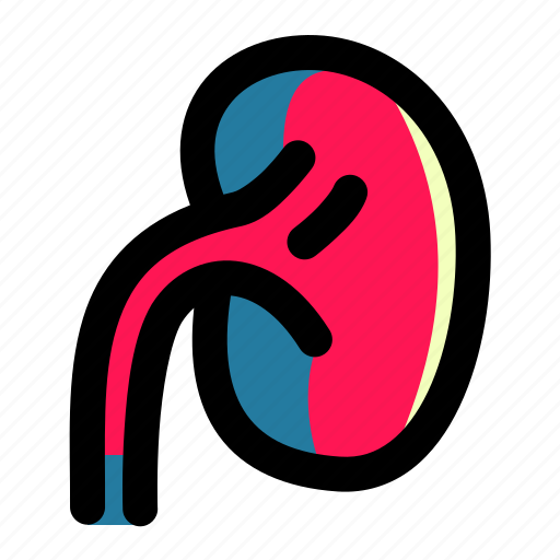 Anatomy, care, health, kidney, medical, organ, urology icon - Download on Iconfinder