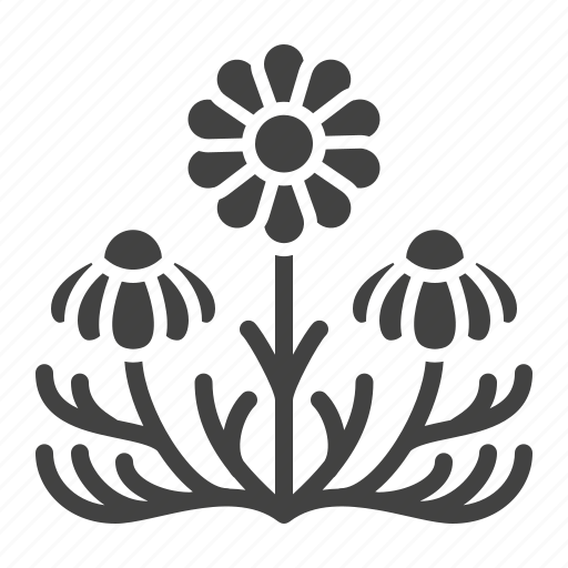 Chamomile, flower, herb, medicinal, plant icon - Download on Iconfinder