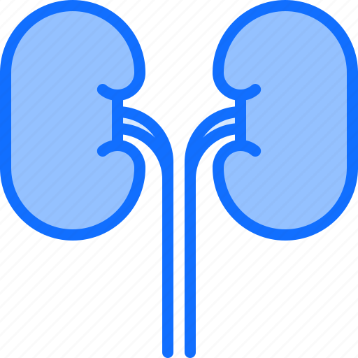 Kidney, medical, medicine, organ, pharmacy, treatment icon - Download on Iconfinder