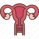 uterus, gynecology, reproductive, woman, health