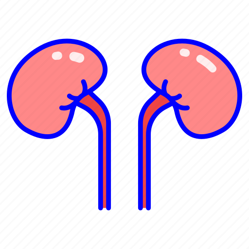 Anatomy, health, hospital, kidney, medical, medicine, organ icon - Download on Iconfinder