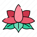 lotus, flower, nature, lotus flower, petals, yoga, chakra, blossom, meditate