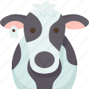 cow, cattle, livestock, farming, agriculture