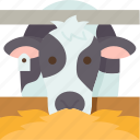 cow, grass, feeding, cattle, farm