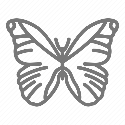 Butterfly, insect, morpho, wings, morpho butterfly icon - Download on Iconfinder