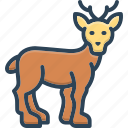 doe, deer, reindeer, moose, antelope, female deer, roe deer