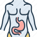 stomach, belly, abdomen, gut, paunch, digestion, gaster