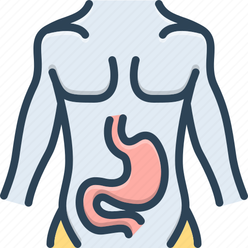 Stomach, belly, abdomen, gut, paunch, digestion, gaster icon - Download on Iconfinder