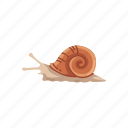animal, land snail, mollusc, mollusk, sea snail, shell, snail