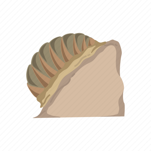 Animal, chiton, marine animal, mollusk, sea cradles, seashell, shell icon - Download on Iconfinder