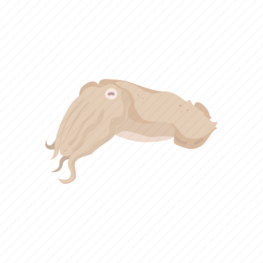 Animal, cuttle, cuttlebone, cuttlefish, marine animal, mollusc, mollusk icon - Download on Iconfinder