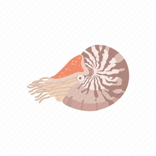 Animal, chambered nautilus, mollusc, mollusk, nautilus, pearly nautilus, sea creature icon - Download on Iconfinder