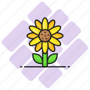 sunflower, flower, floral, plant, petals, helianthus, blooming