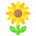 sunflower, flower, floral, plant, petals, helianthus, blooming