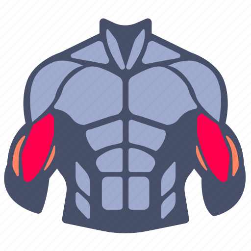 Muscle, muscles, body parts, bodybuilding, workout, weight training, biceps icon - Download on Iconfinder