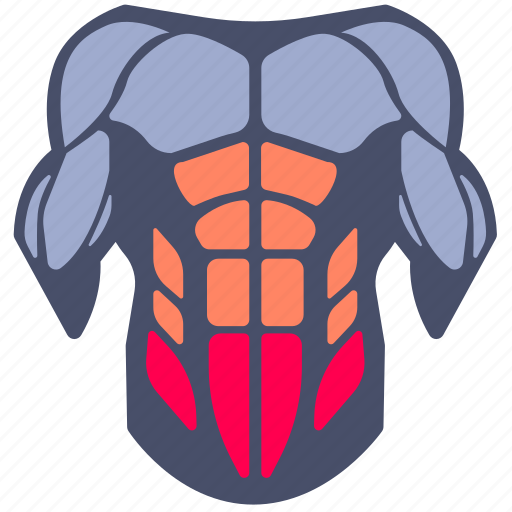 Muscle, muscles, body parts, bodybuilding, workout, abdominals, lower icon - Download on Iconfinder