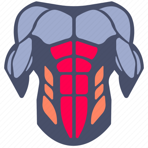 Abdominals, human, muscle, muscles, body parts, bodybuilding, workout icon - Download on Iconfinder
