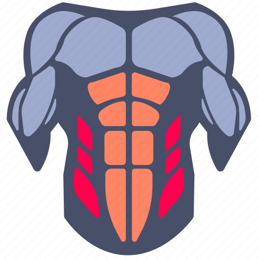 Side, abdominals, muscle, muscles, body parts, workout, weight training icon - Download on Iconfinder