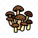 shiitake, mushroom, food, forest, fungi, fungus