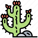 cactus, desert, plant, succulent, thorn