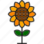 sunflowerblossom, botanical, flower, nature, natural, resources 