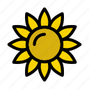 blossom, sunflower, nature, agriculture, springs