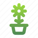 flower, plant, leaf, tree, pot
