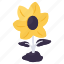 sunflower, floweret, blossom, botany, nature 