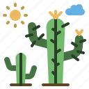 nature, cactus, plant, desert, garden