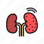 cancer, kidney, nephritis, stones, infection, cyst 