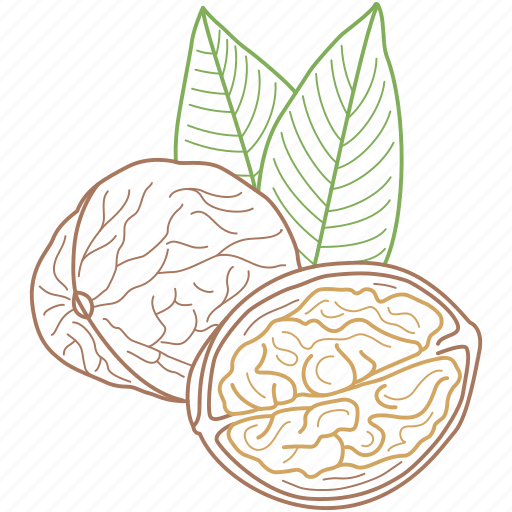 Food, healthy food, nature, nuts, walnut, walnuts icon - Download on Iconfinder