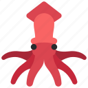 squid, cephalopod, mollusc, octopus, creature