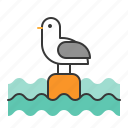 animal, bird, ocean, sea, seagull