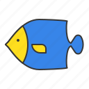 angelfish, aquatic animal, fish, ocean