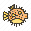 puffer fish, fish, seafood, animal, sea