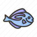 blue tang fish, animal, sea, fish, fishing