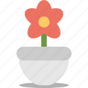 blossom, floral, flower, garden, pot