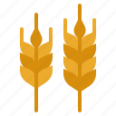 wheat, grain, cereal, branch, seed