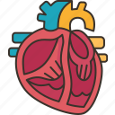heart, valves, cardiology, healthl, anatomy